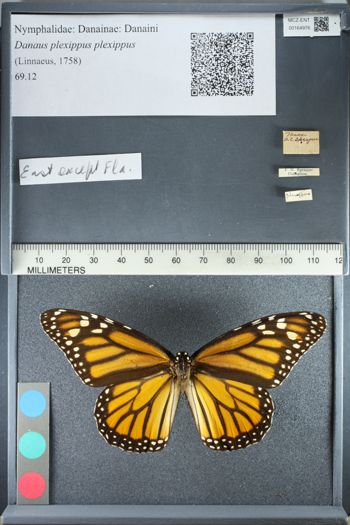 Media type: image;   Entomology 164976